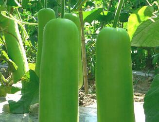 蔬菜种子种植户客户点评-早熟的瓠瓜：早生系列瓠瓜