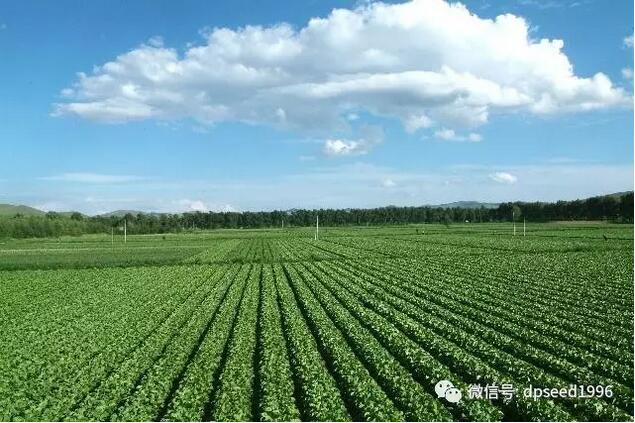 重庆官庄村发展果蔬种植带领全区致富